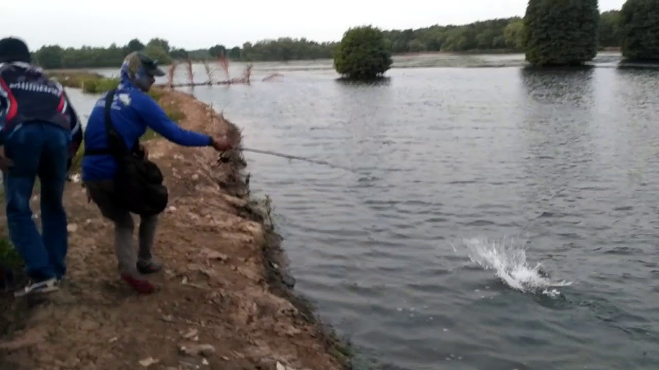 BARRACUDA MUARA BLACAN CASTING