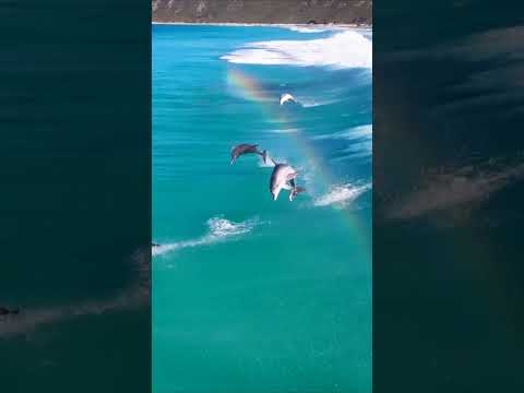 A leap of pure joy 🐬 🌈 #Shorts #Dolphin #Animals