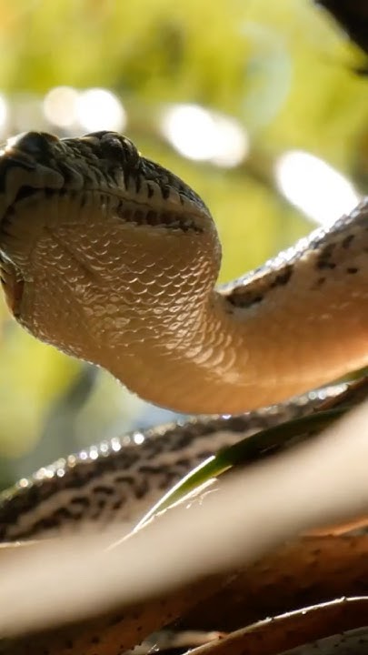 Robotic Rabbits vs Pythons in Florida? - YouTube