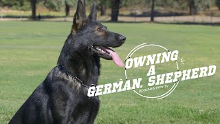 OWNING A GERMAN SHEPHERD