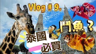 Vlog #9  泰國旅遊要買什麼呢? 我們去買了 #泰國鬥魚! 餵了 #老虎 還餵了 #長頸鹿 。 #泰國 #鬥魚 #Chatuchakfishmarket #safariworld #寵物 #動物