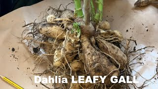 Dahlias: what is LEAFY GALL?