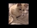 Cat doesn't like smell of food, tries to bury it