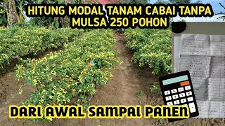 BERAPA MODAL MENANAM CABAI KALIBER TANPA MULSA 250 POHON