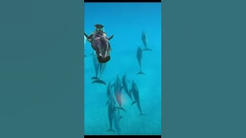 Bloodhound has a double jump ability?(apex legends) #shorts