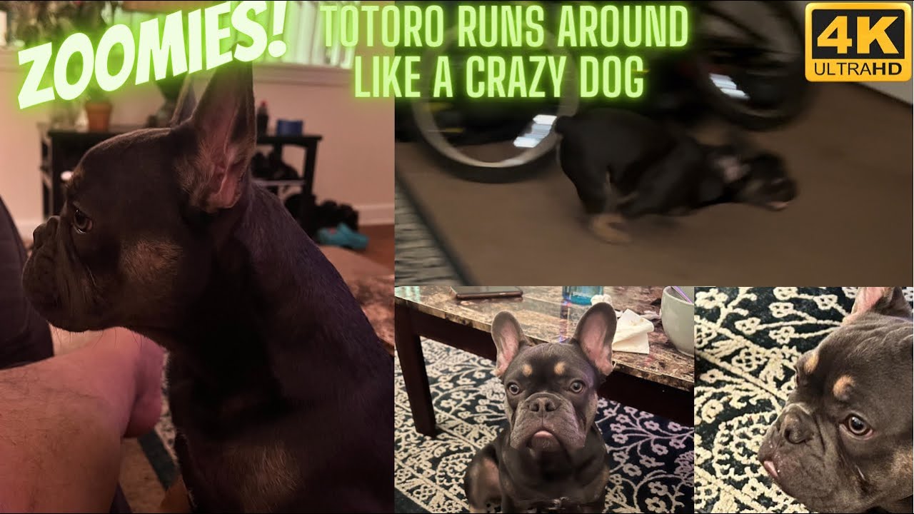 French Bulldog Puppy gets the Zoomies Running around like a crazy dog