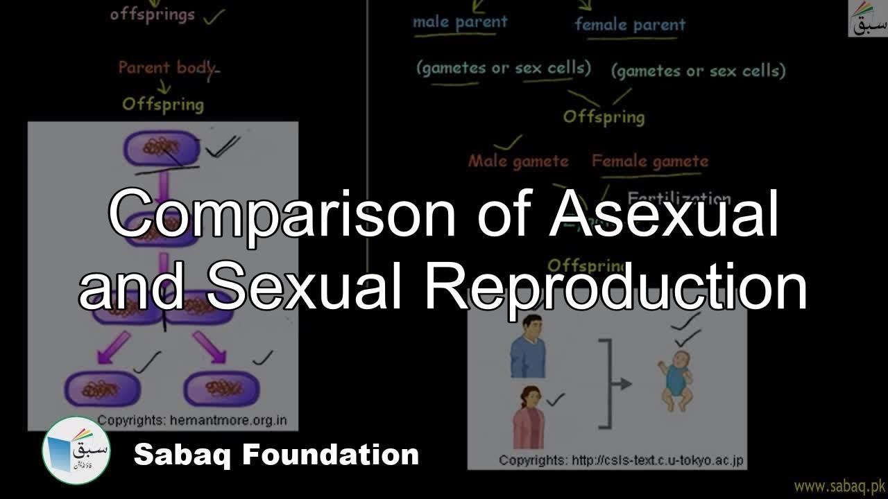 The Cell And Inheritance What Is The Difference Between Sexual And Asexual Reproduction
