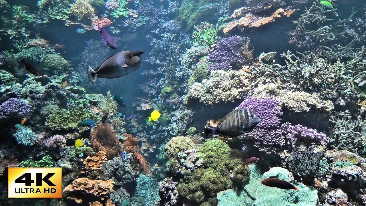4K CORAL REEF AQUARIUM 2 HOURS with DEEP SLEEP MUSIC, RELAXING MUSIC