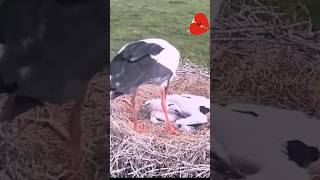 I wonder why this bird pecks his own babies ️️️