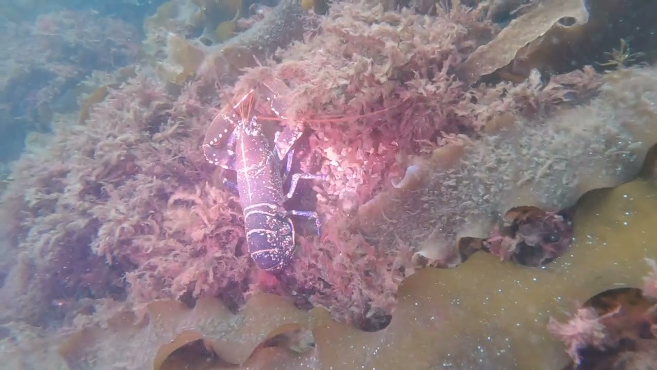 Coast dive in denmark.