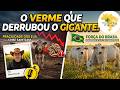 O Verme que Derrubou o Gigante: A Crise nos EUA e a Força do Agro Brasileiro