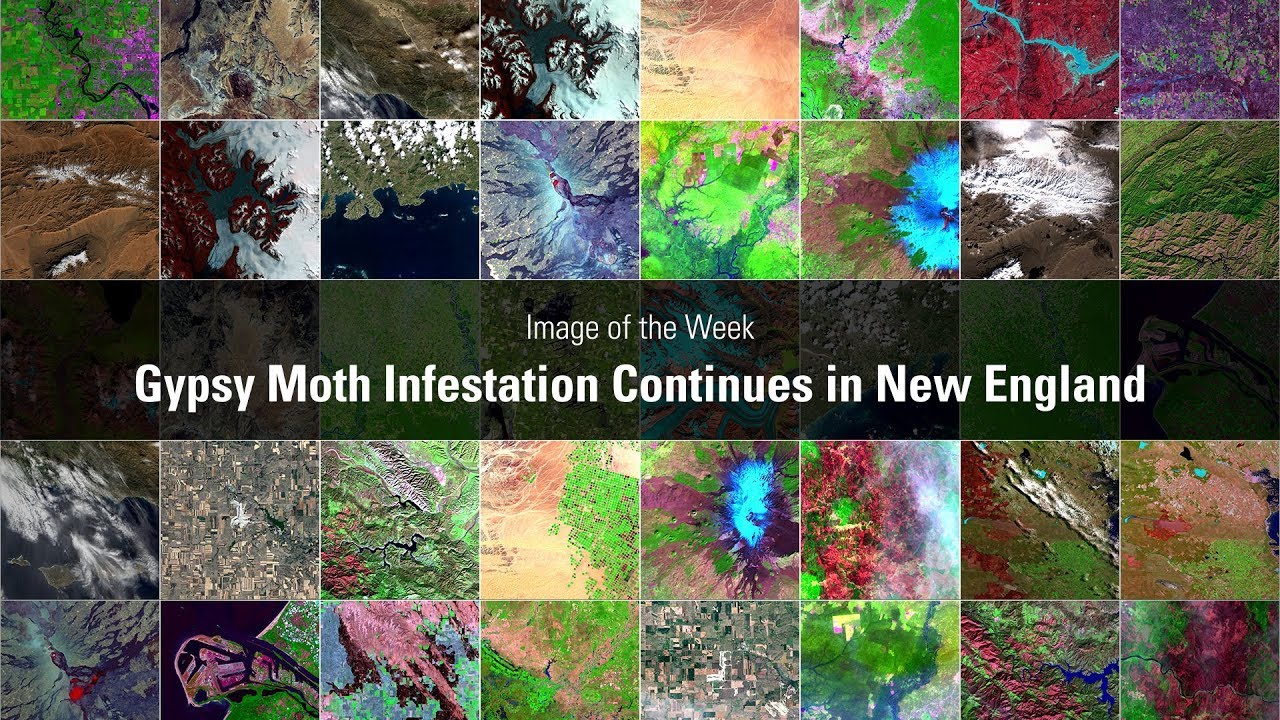 mothman Image of the Week: Gypsy Moth Infestation Continues in New England