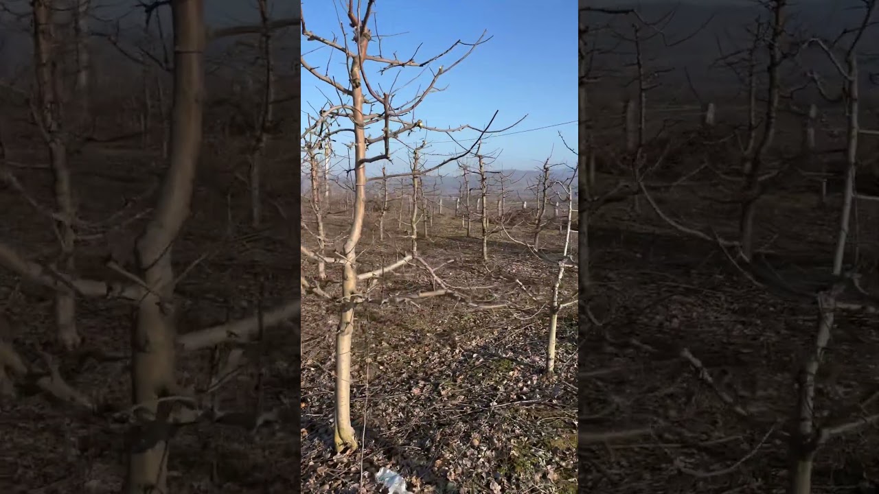 Обрезка деревьев 