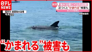 【イルカ】海水浴場に現れる…かまれる被害も  福井市