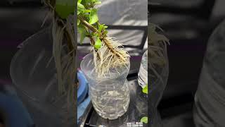 Unlimited Basil Through Propagation