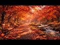 【Before the Leaves Fall】在楓葉飄落之前|給自己一段安靜|Autumn Meditation LIVE