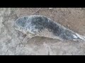 Зоопарк спасает истощенного тюленёнка, найденного на пляже под Пионерским