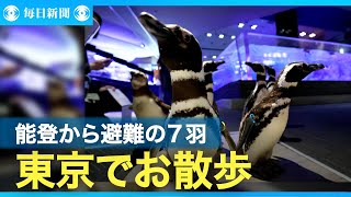 能登→東京へ避難した7羽のペンギン　すみだ水族館ですくすく