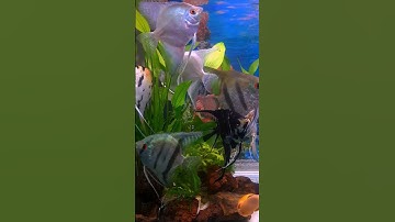 CÁ THẦN TIÊN NHÀ LINH