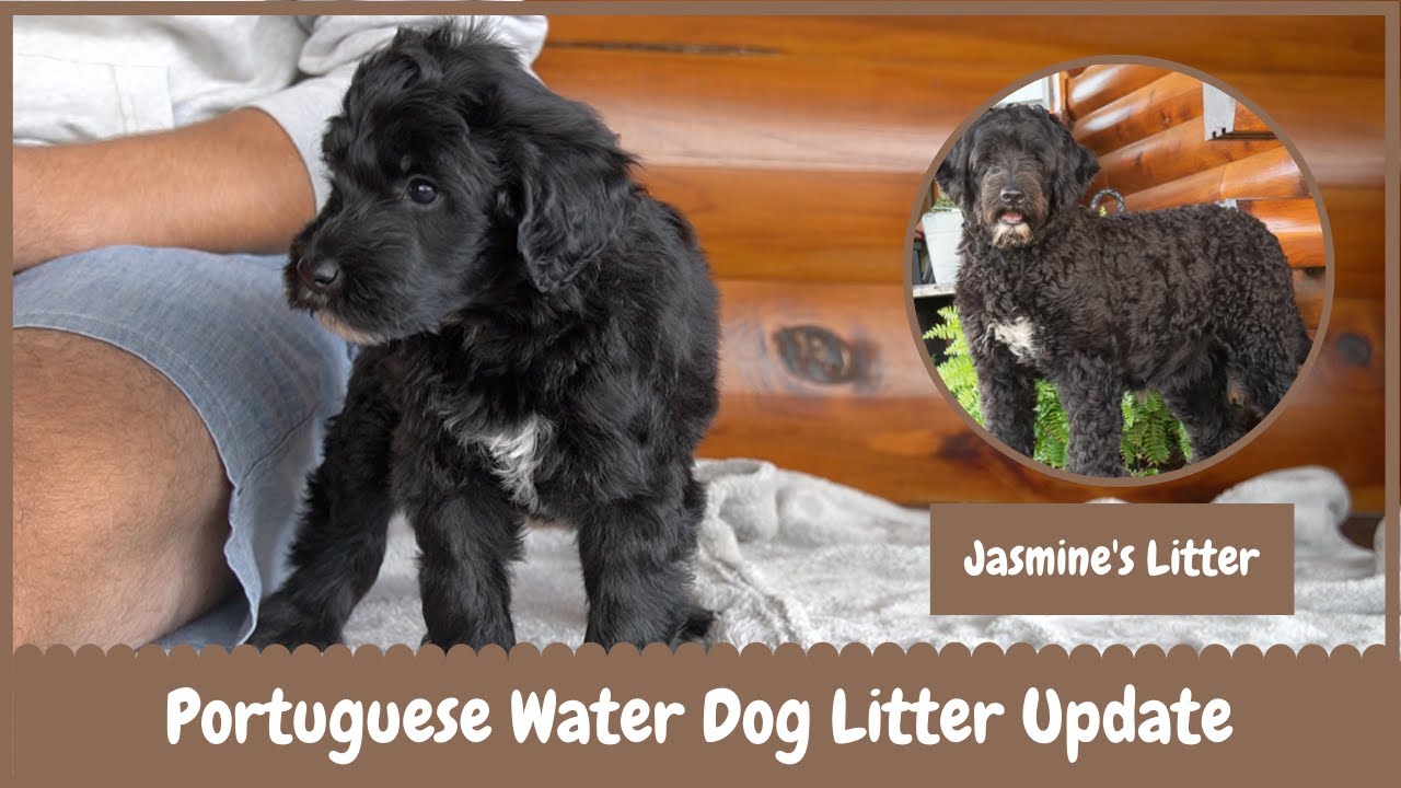 Jasmine's Portuguese Water Dog Litter Update