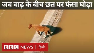 Horse on rooftop: जब बाढ़ के बीच छत पर फंस गया घोड़ा  (BBC Hindi)