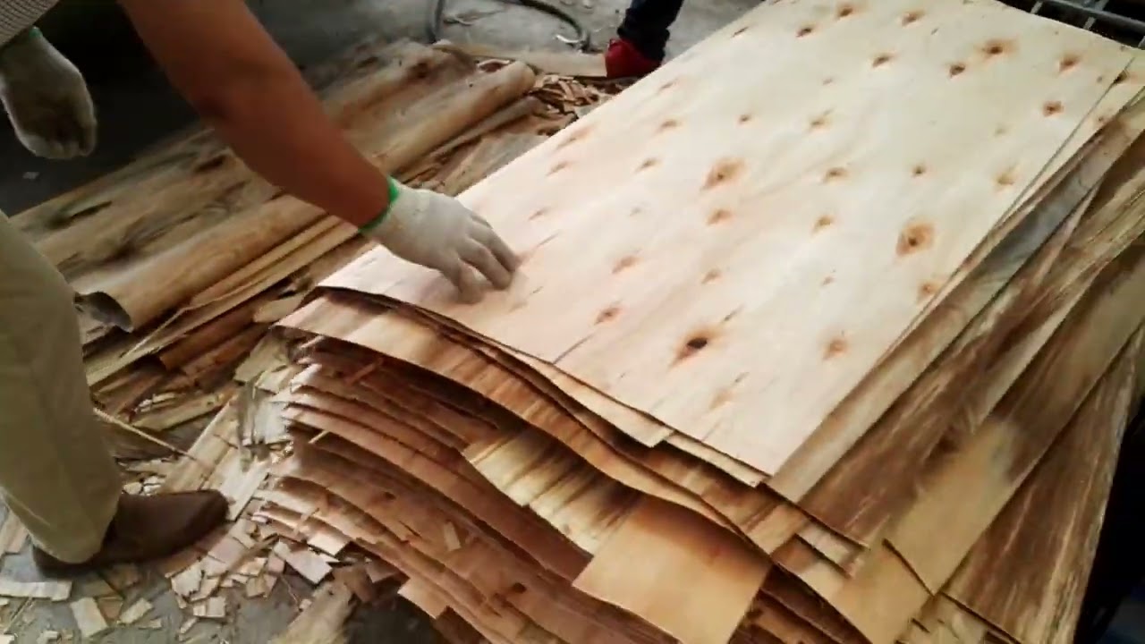 2023 NEW CHINESE EUCALYPTUS BIRCH LOGS IMPORTED,PEELING VENEERS, BIRCH HARDWOOD PLYWOOD ALTERNATIVES
