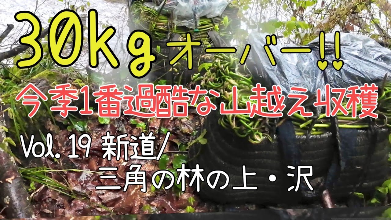 ゼンマイ折りVol.19 〜今季1番過酷な30kg山越え収穫〜