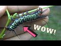 Caterpillar from Hell: The Cutest Edgy Caterpillar - Peruvian silkmoth - Citheronia aroa rearing