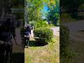 Ophsz: how to trim your holly bushes #lawncare #landscape #shrubs #fyp