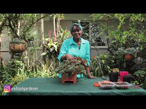 Video: Tiger begonia: vård och reproduktion