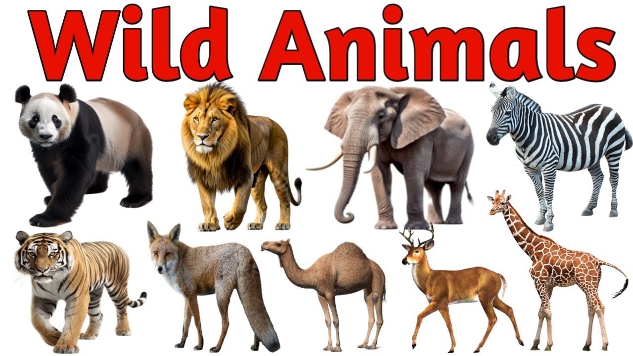 20 Wild Animals Name in English and Hindi | 20 जंगली जानवरों के नाम ...