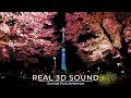 【4K ASMR】 隅田川 東京スカイツリー 夜桜|Tokyo Night Walk Ambience Tokyo Skytree|散歩 睡眠 リラックス バイノーラル 環境音 作業用