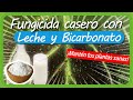 Cómo hacer un FUNGICIDA casero con BICARBONATO y LECHE / ¡EFECTIVO!