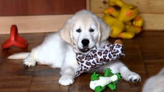 Щенки золотистого ретривера. 2 месяца. Kennel golden retrievers Gold Kiss Lady Luck. Щенки золотистого ретривера. 2 месяца. Kennel golden retrievers Gold Kiss Lady Luck.