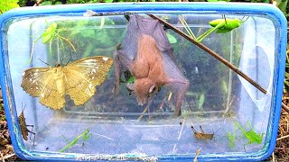Een Beetje Engik Jaag Op Zwarte Vleermuizen, Bidsprinkhanen, Vlinders En Groene Sprinkhanen