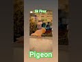 Sk Firoz #pigeon #attitude #youtubeshorts #love #fancypigeon