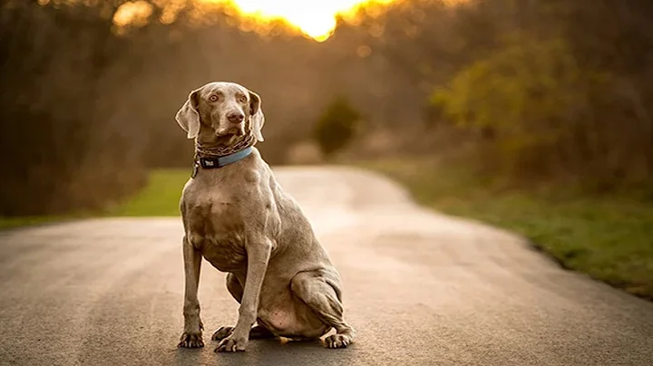 Weimaraner dog breed - Top 12 facts
