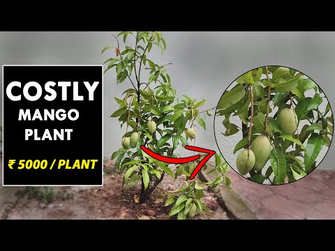 Alphonso mango plant | Ratnagiri mango