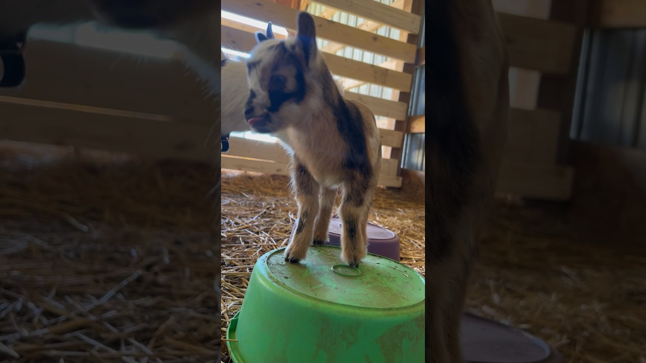 Circus goat training 