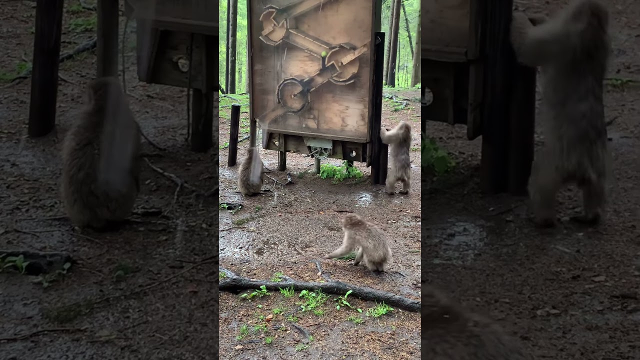 Porcupines Solve Puzzle for Treats | Wildlife Intelligence in Action!