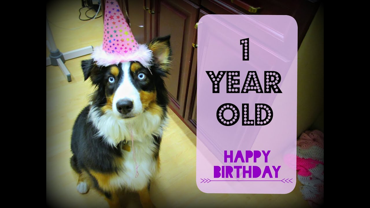 puppy paradise Aspen's First Birthday - Celebrating with an Australian Shepherd