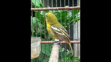 Burung sirtu gacor