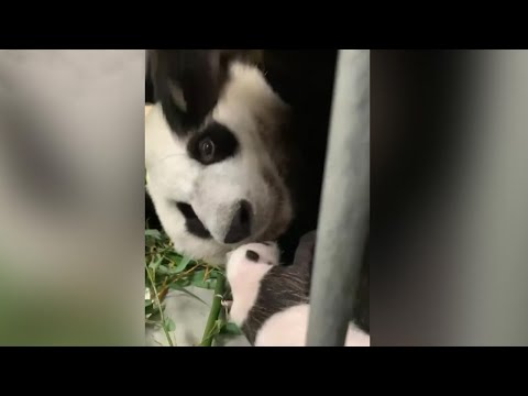 Панда Диндин показала своего детеныша посетителям Московского зоопарка