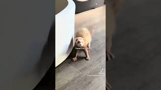 Ferret core: #ferret #ferretsoftiktok #ferretcore #cutepets #funnyanimals #pets #fyp #foryou #cute