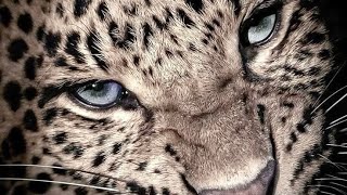 Overhypercharged Forced Booster Bundle  Final Stage Metamorphosis