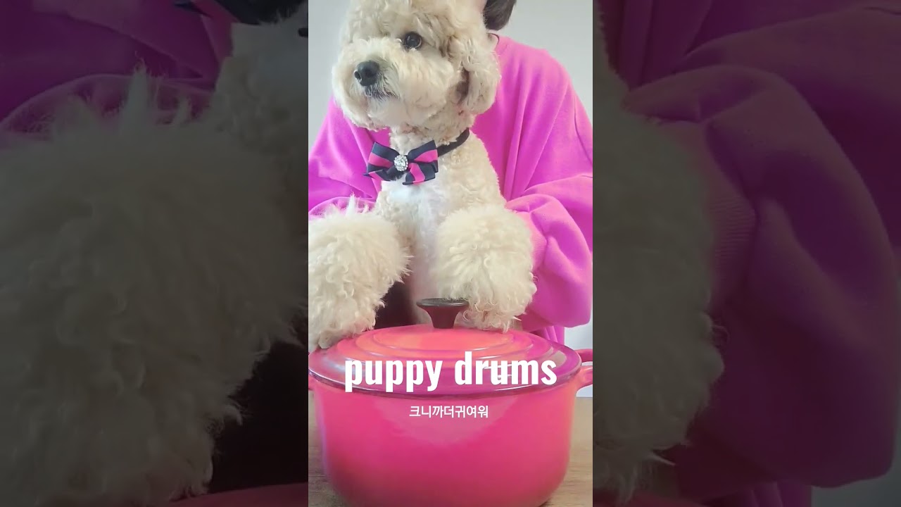 puppy drums shorts challenge YouTube