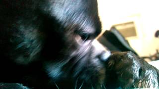 Bud - Passion Paw