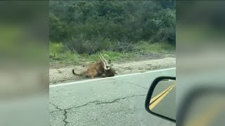 Mountain lion vs. deer caught on video in Alpine