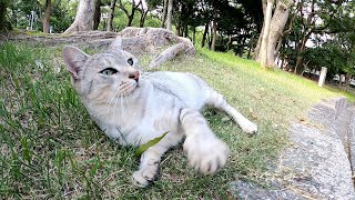 【シャチホコ猫】自慢のお尻の毛が薄くなってしまったサバトラ猫