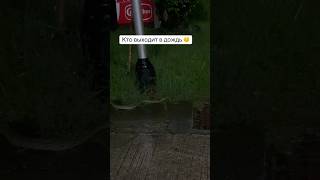 Будьте аккуратнее в сезон дождей 😰 #snake#travel#vlog#shorts#змея#путешевствия#travelvlog#phuket